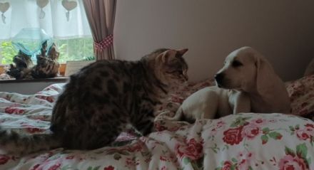 Wir züchten seit über 20 Jahren Labradore. Daher können