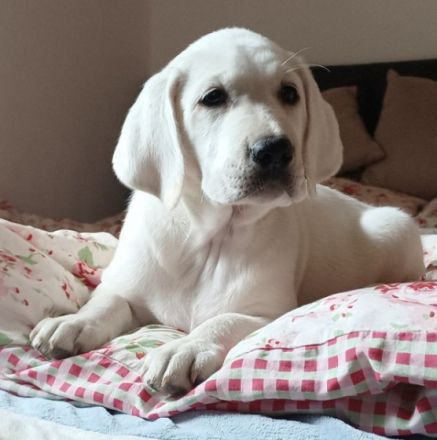 Wir züchten seit über 20 Jahren Labradore. Daher können