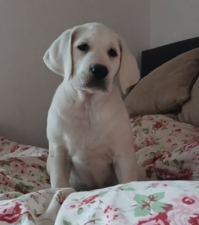 Wir züchten seit über 20 Jahren Labradore. Daher können