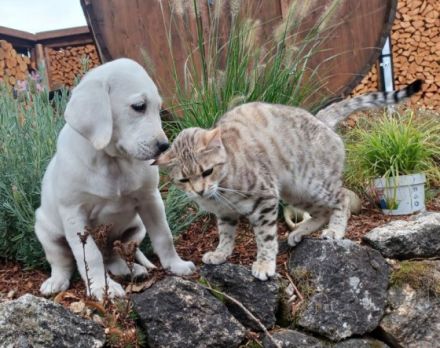 Wir züchten seit über 20 Jahren Labradore. Daher können