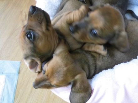 Wir bieten an, reinrassige, kerngesunde und sehr