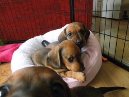 Wir bieten an, reinrassige, kerngesunde und sehr