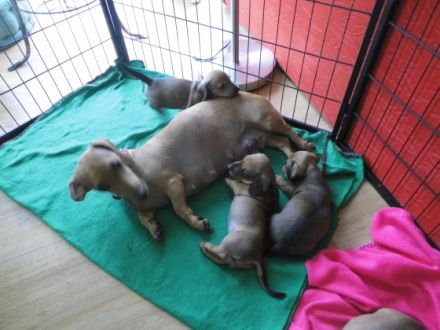 Wir bieten an, reinrassige, kerngesunde und sehr