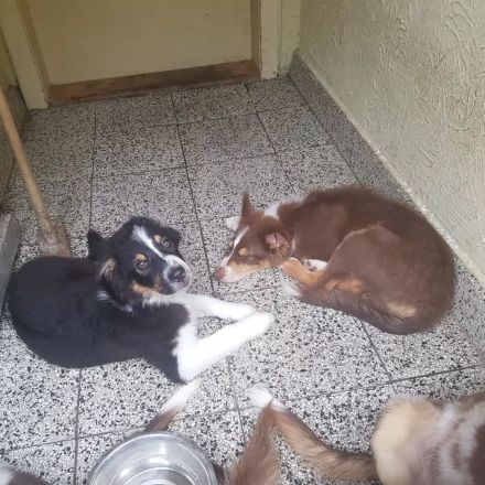 ✔Dringend liebevolle zu Hause gesucht ✔ Am 5.5.22 hat