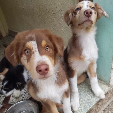 ✔Dringend liebevolle zu Hause gesucht ✔ Am 5.5.22 hat