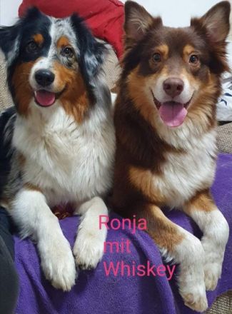 ✔Dringend liebevolle zu Hause gesucht ✔ Am 5.5.22 hat