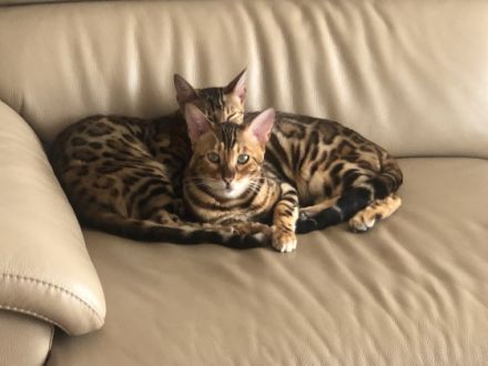 Loki und Thor, Allergiebedingt müssen wir unsere Brüder