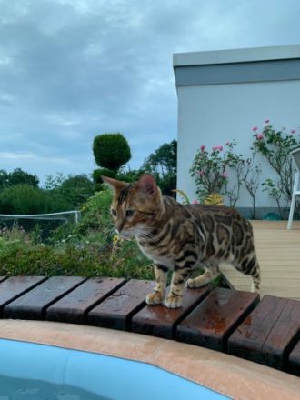 Loki und Thor, Allergiebedingt müssen wir unsere Brüder