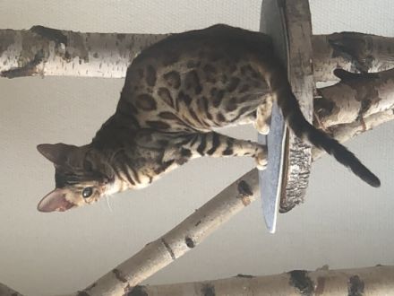 Loki und Thor, Allergiebedingt müssen wir unsere Brüder