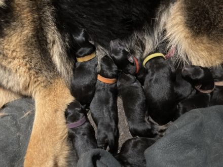 Wir sind eine Familie mit 2 Kindern, so dass die Welpen