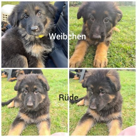 Wir sind eine Familie mit 2 Kindern, so dass die Welpen