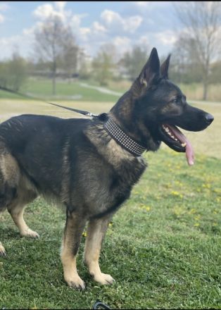 Deutscher Schäferhund, Welpen