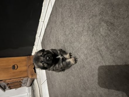 Deutscher Schäferhund, Welpen