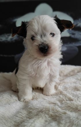 Wir sind zwei Biewer Yorkshire Terrier Rüden und suchen