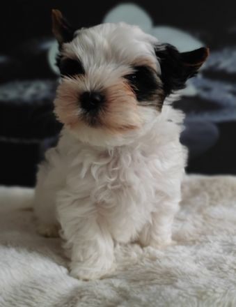 Wir sind zwei Biewer Yorkshire Terrier Rüden und suchen