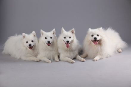 Kerngesunde, wesensfeste, reinrassige Welpen mit