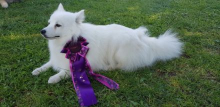 Kerngesunde, wesensfeste, reinrassige Welpen mit