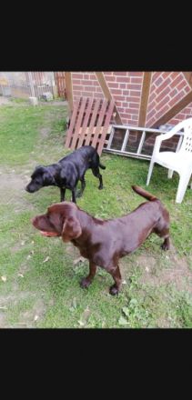 Wir haben einen schönen Wurf Labrador Welpen und geben