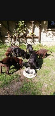 Wir haben einen schönen Wurf Labrador Welpen und geben