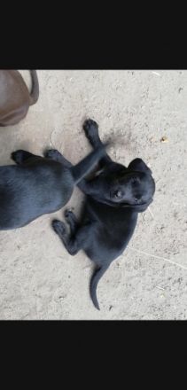 Wir haben einen schönen Wurf Labrador Welpen und geben