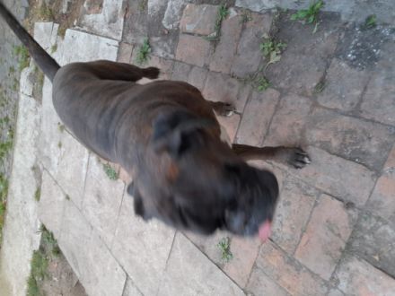 Liebe American Bully Boxer Welpen zu verkaufen Die