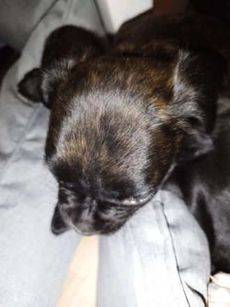 Liebe American Bully Boxer Welpen zu verkaufen Die