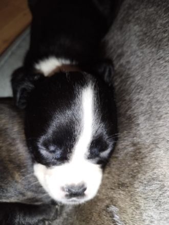 Liebe American Bully Boxer Welpen zu verkaufen Die