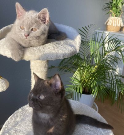 Wir haben noch 2 wunderschöne männliche British