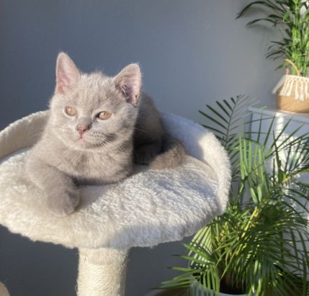 Wir haben noch 2 wunderschöne männliche British