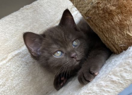 Wir haben noch 2 wunderschöne männliche British