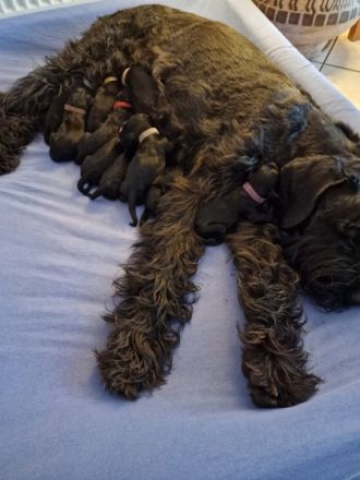 Als Kind bin ich schon mit Riesenschnauzer groß