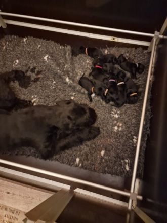 Als Kind bin ich schon mit Riesenschnauzer groß