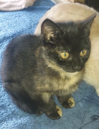 Eine kleine liebevolle schildplattdame sucht ein neues