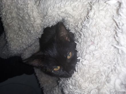 Eine kleine liebevolle schildplattdame sucht ein neues