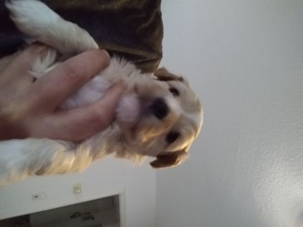 Wir sind drei zuckersüße Yorkshire Malteser Welpen und