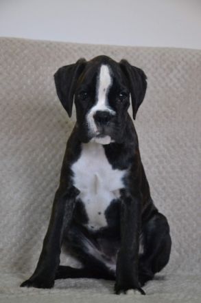 Hallo 5 Boxerwelpen suchen ab dem 25.09.9.22 ein neues