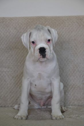 Hallo 5 Boxerwelpen suchen ab dem 25.09.9.22 ein neues