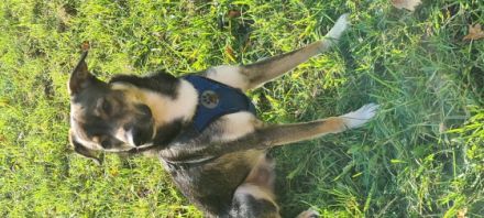 Dies ist Flash,ein lieber und aktiver Wegbegleiter,der