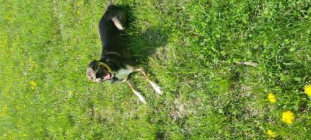 Dies ist Flash,ein lieber und aktiver Wegbegleiter,der