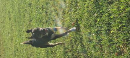 Dies ist Flash,ein lieber und aktiver Wegbegleiter,der