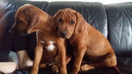Hallo liebe Ridgeback Fans, unsere beiden Lieblinge