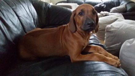 Hallo liebe Ridgeback Fans, unsere beiden Lieblinge