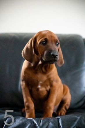 Hallo liebe Ridgeback Fans, unsere beiden Lieblinge