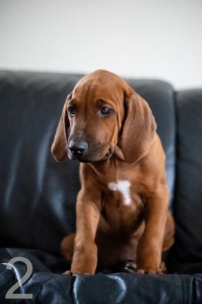 Hallo liebe Ridgeback Fans, unsere beiden Lieblinge