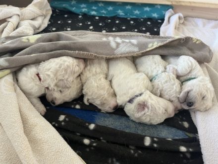 Komondor Welpen zu vermitteln, am 04.09.2022 wurden bei