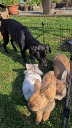Rocky, Schwarzer Labrador-Mix Rüde 3 Jahre Kastriert 