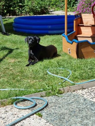 Rocky, Schwarzer Labrador-Mix Rüde 3 Jahre Kastriert 