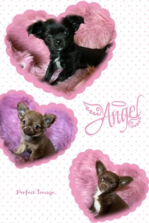 Hallo wir drei sind von 5 Geschwistern noch zu haben-