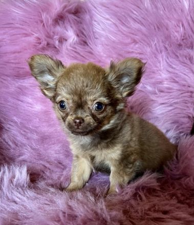 Hallo wir drei sind von 5 Geschwistern noch zu haben-