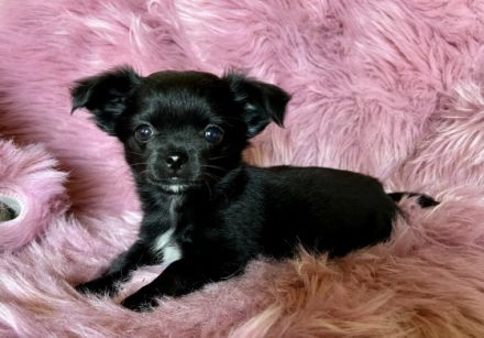 Hallo wir drei sind von 5 Geschwistern noch zu haben-